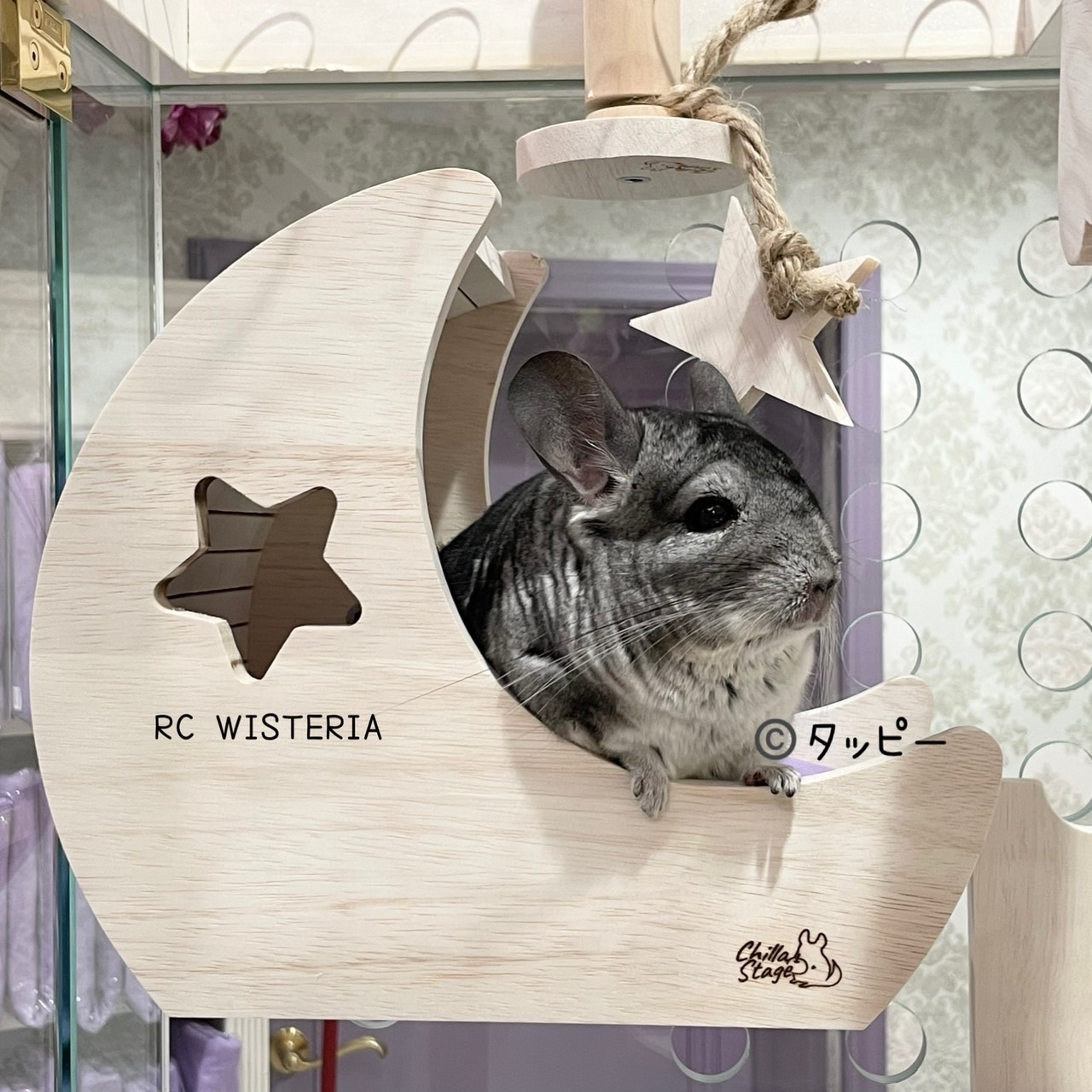大人気新品  👑アイドルチンチラ《タッピー》👑 | WISTERIA RoyalChinchilla コレクション