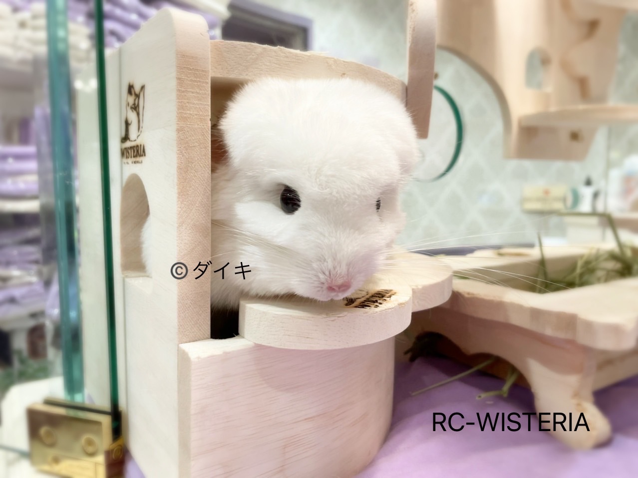 👑アイドルチンチラ《ダイキ》👑 | RoyalChinchilla WISTERIA