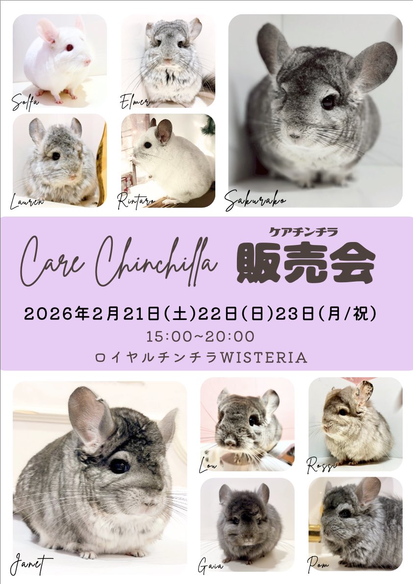 ケアチンチラ販売会（2026/2/21-23開催） | RoyalChinchilla WISTERIA