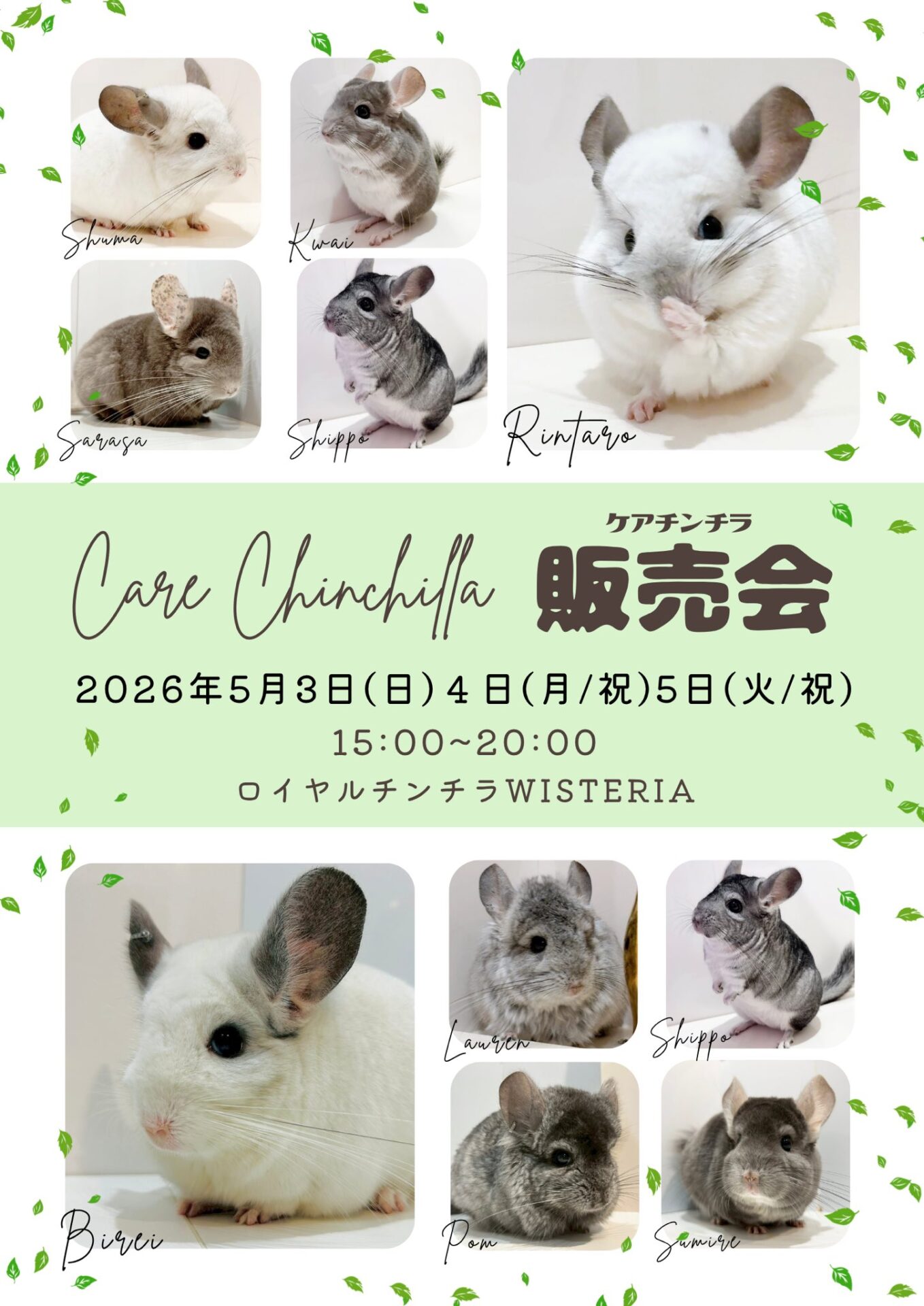 ケアチンチラ販売会（2026/5/3-5開催） | RoyalChinchilla WISTERIA